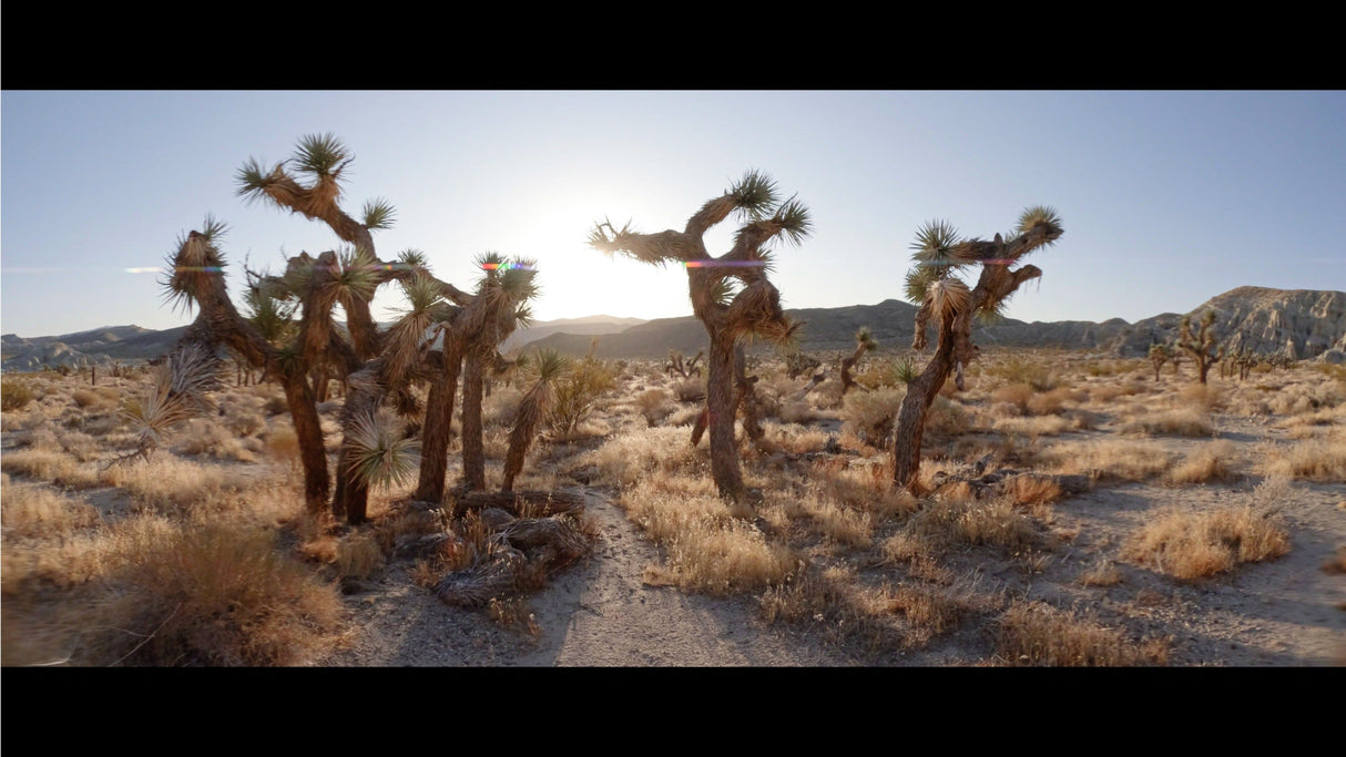 GoPro Anamorphic Lens Mod