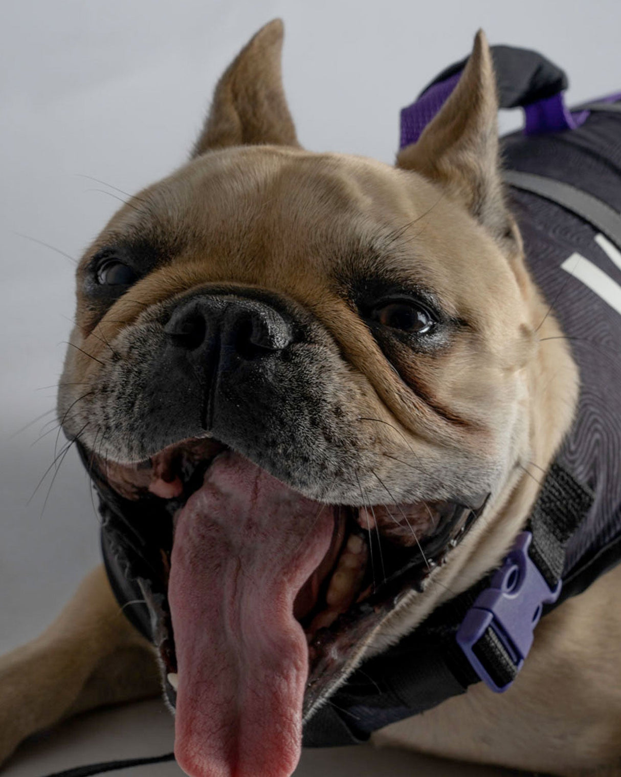 Follow Dog Floating Aid - Black/Purple