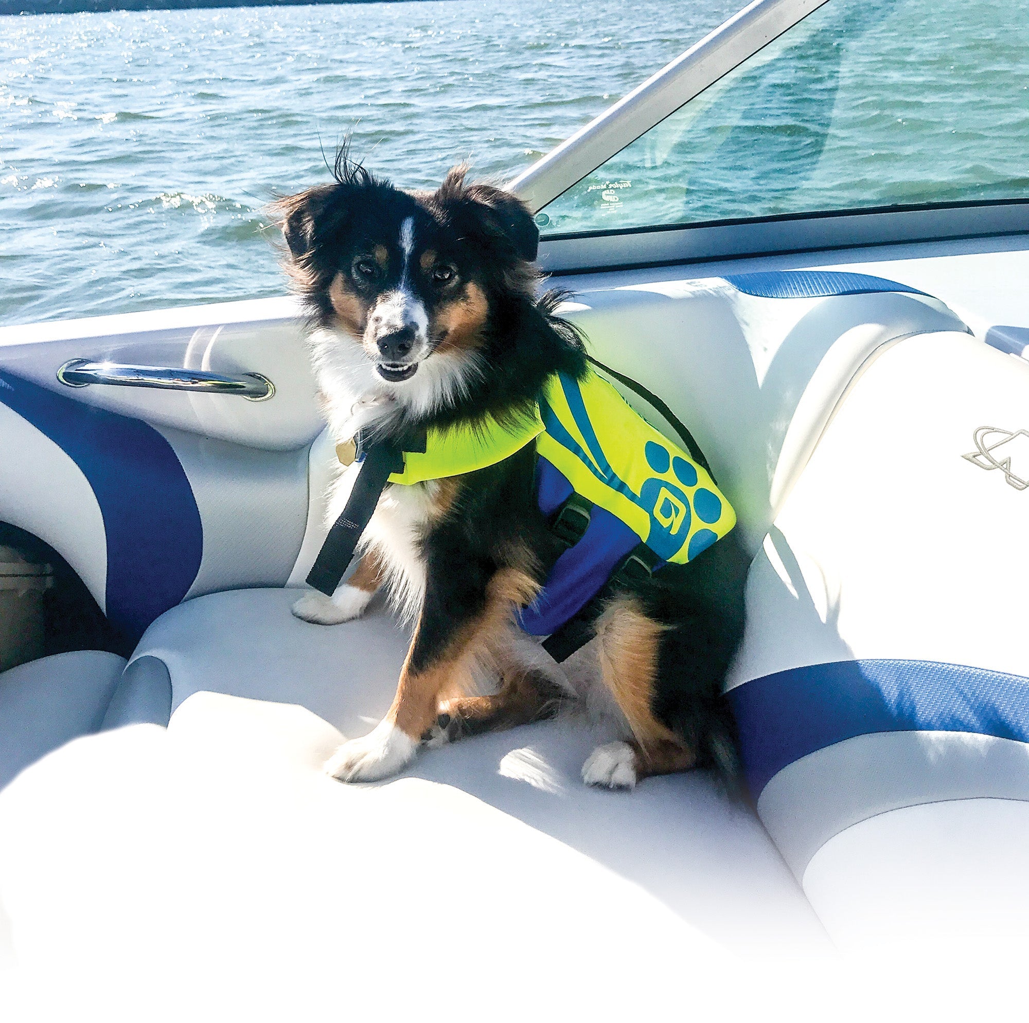 Dog in an OBrien Pet Vest on a boat, water glistens behind.