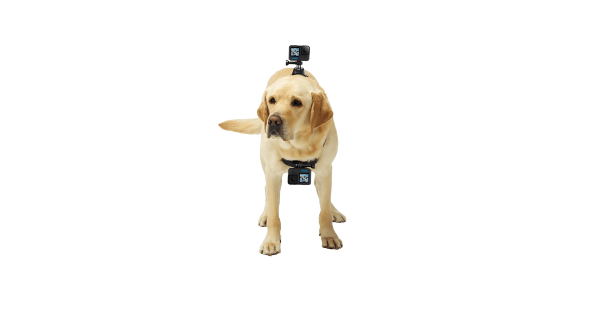 GoPro Fetch Dog Harness
