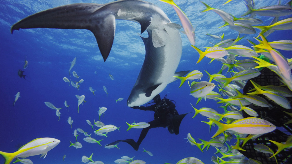 GoPro Dive Housing Hero11 Black Mini