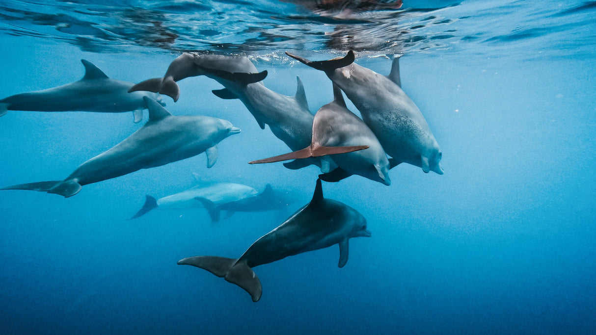 GoPro Floaty for HERO11 Black Mini