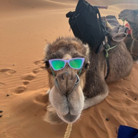 / Blue-Green | files.JPG | Camel laying down in the sand wears The Moontower Clawdia with a blue-green lens from Pit Viper