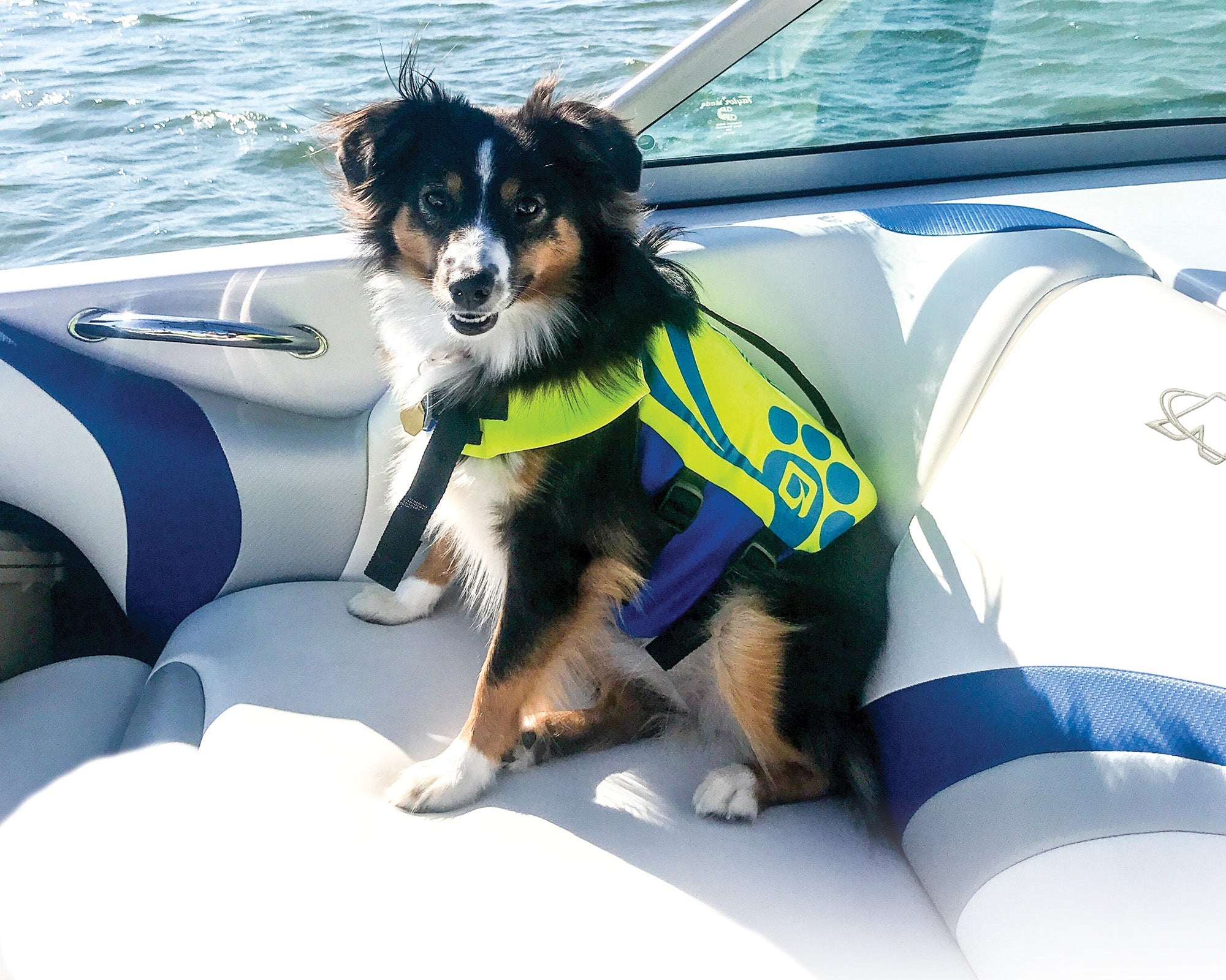 Dog in an OBrien Pet Vest on a boat, water glistens behind.