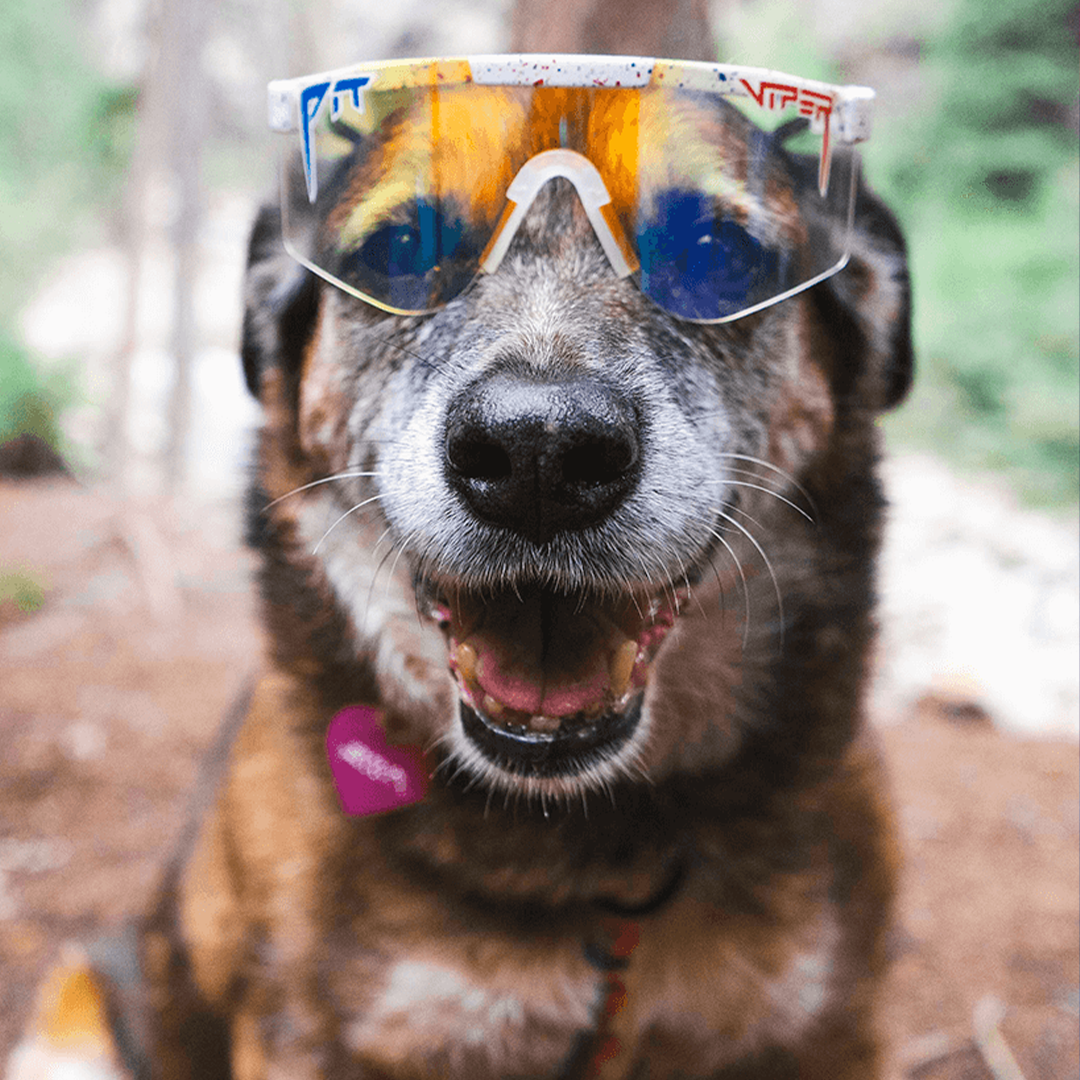 Wide / Blaster | home.JPG | Dog wearing The Merika Original from Pit Viper Sunglasses