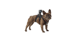 GoPro Fetch Dog Harness