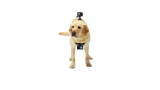 GoPro Fetch Dog Harness